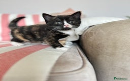 British Shorthair cats for sale: Gorgeous BSH kittens  - Image 7