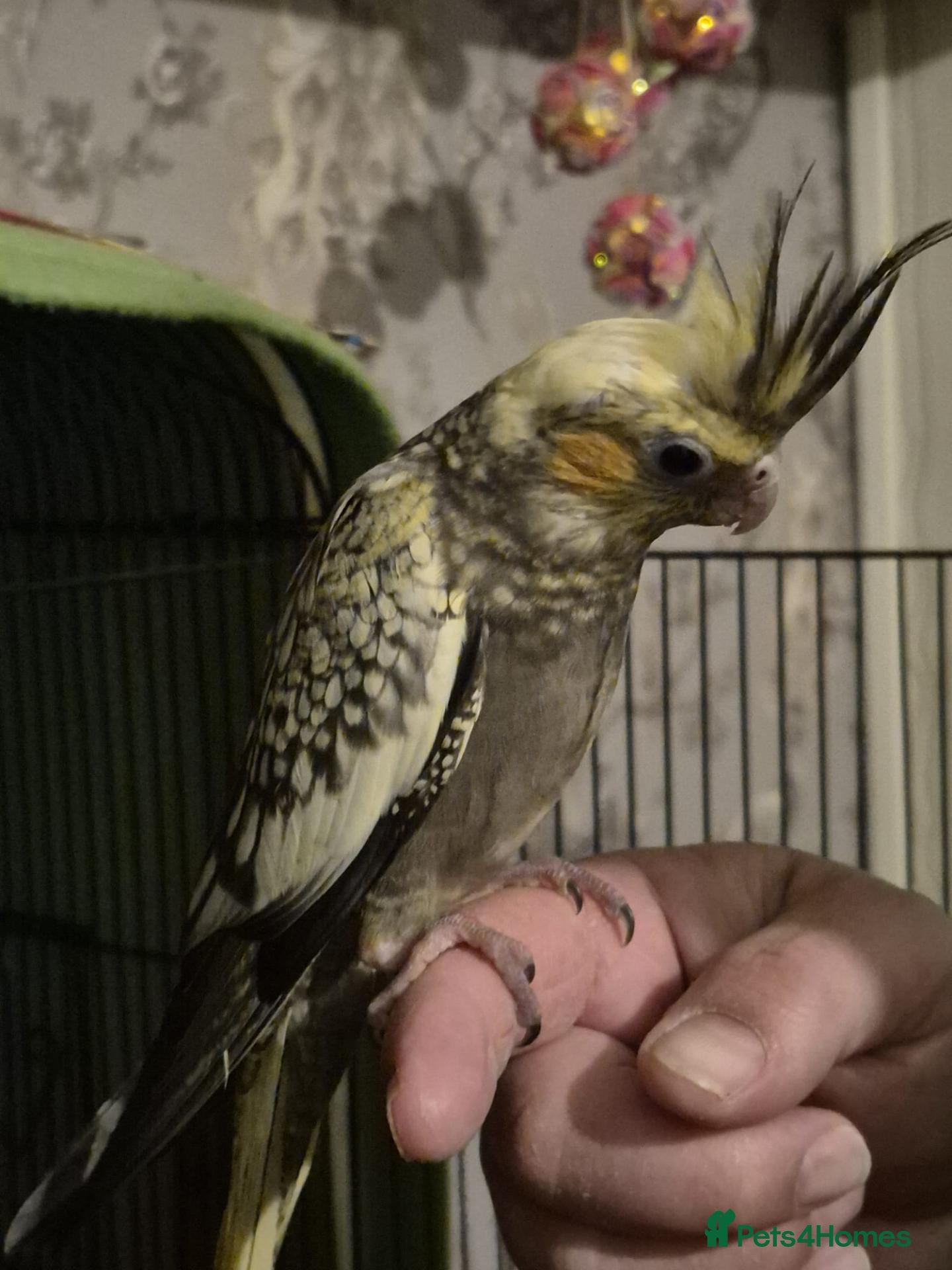 Cockatiels birds for sale: Hand tame baby cockatiel  - Advert 2