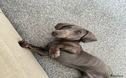 Miniature Dachshund dogs for sale: Blue Minanture dachshund  - Image 5