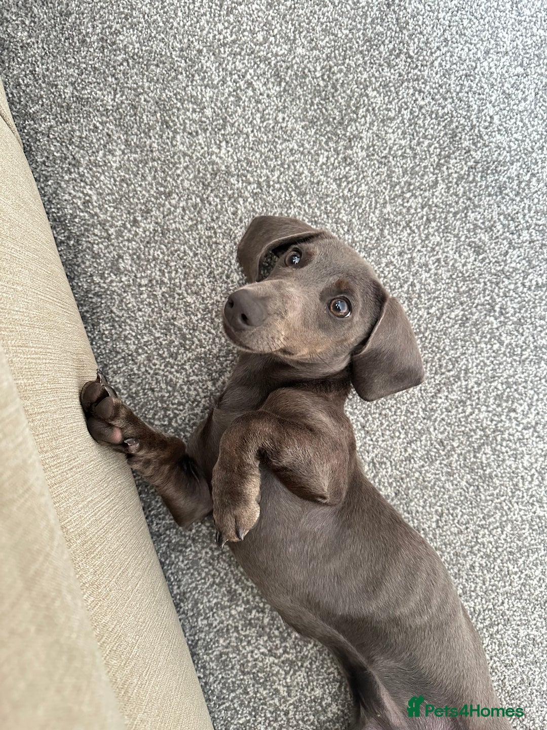 Miniature Dachshund dogs for sale: Blue Minanture dachshund  - Image 5