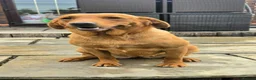 Labrador Retriever dogs for sale: 1 BEAUTIFUL FOX RED KC GIRL  - Advert 11