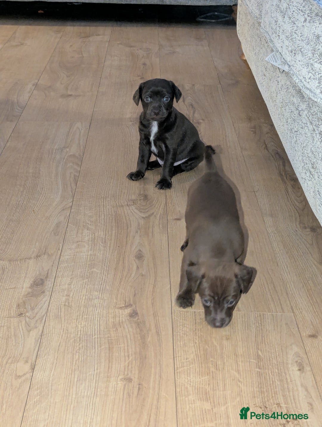 Mixed Breed dogs for sale: Mixed Breed - Advert 5