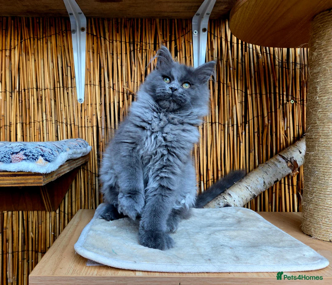 Maine Coon cats for sale: 2 Stunning GCCF Kittens Available.  - Advert 17