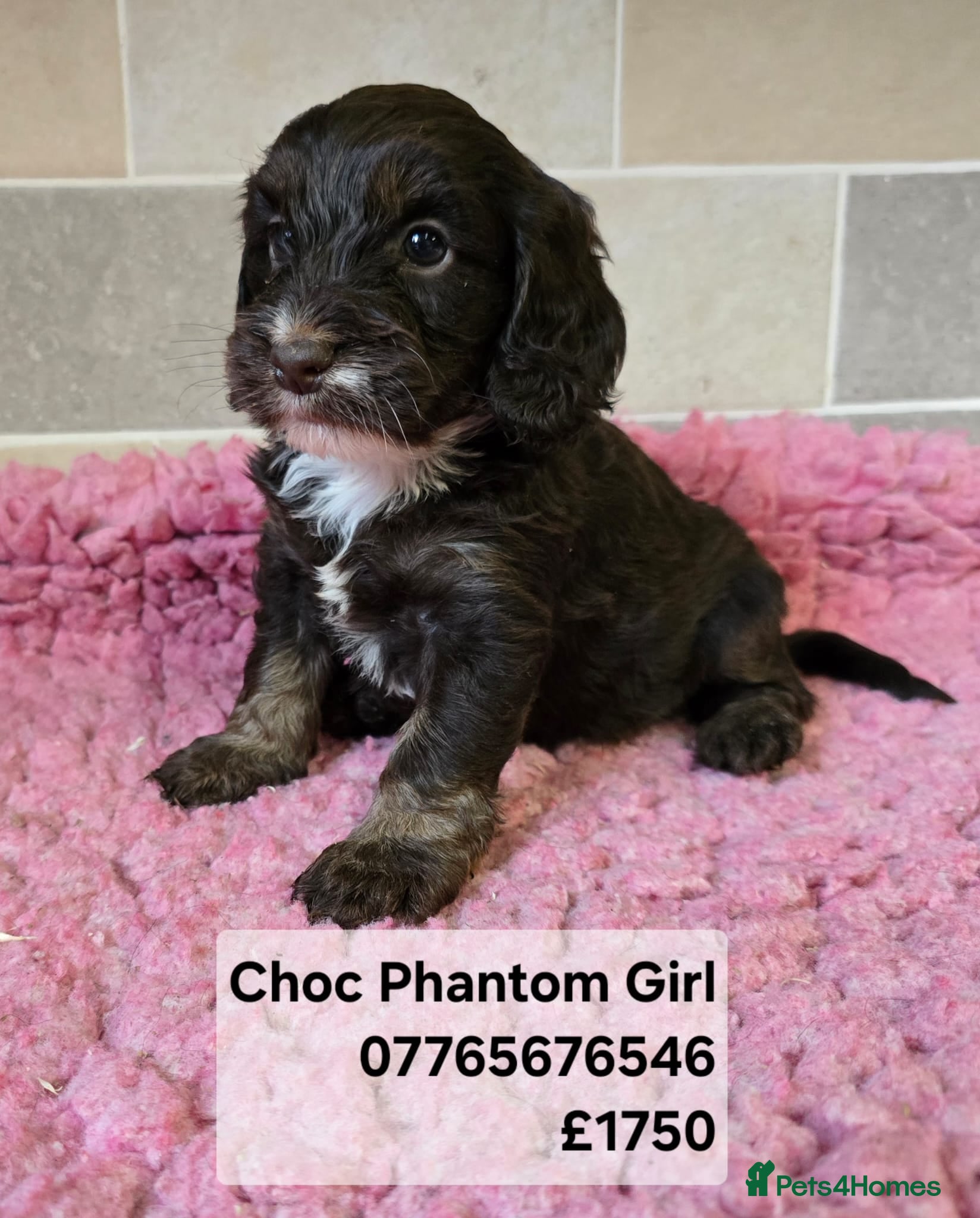 Cockapoo dogs Quality Cockapoo Puppies Licenced Domestic Breeder - Advert 17