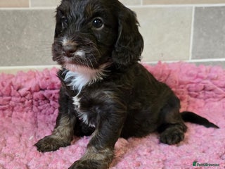 Cockapoo dogs Cockapoo Puppies Licenced Domestic Breeder - Advert 5
