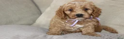 American Cocker Spaniel dogs for sale: American Cockapoo Puppies – Health Tested Parents - Advert 13