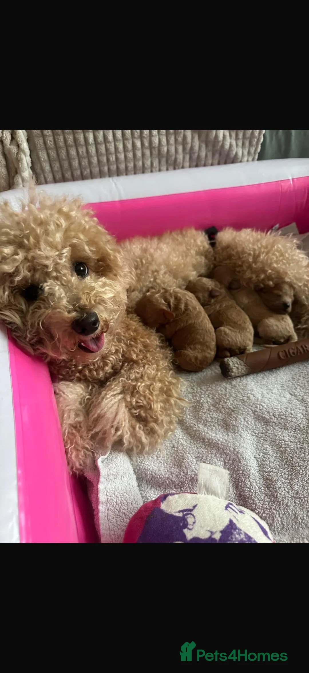 Toy Poodle dogs for sale: Toy  poodle - Advert 9