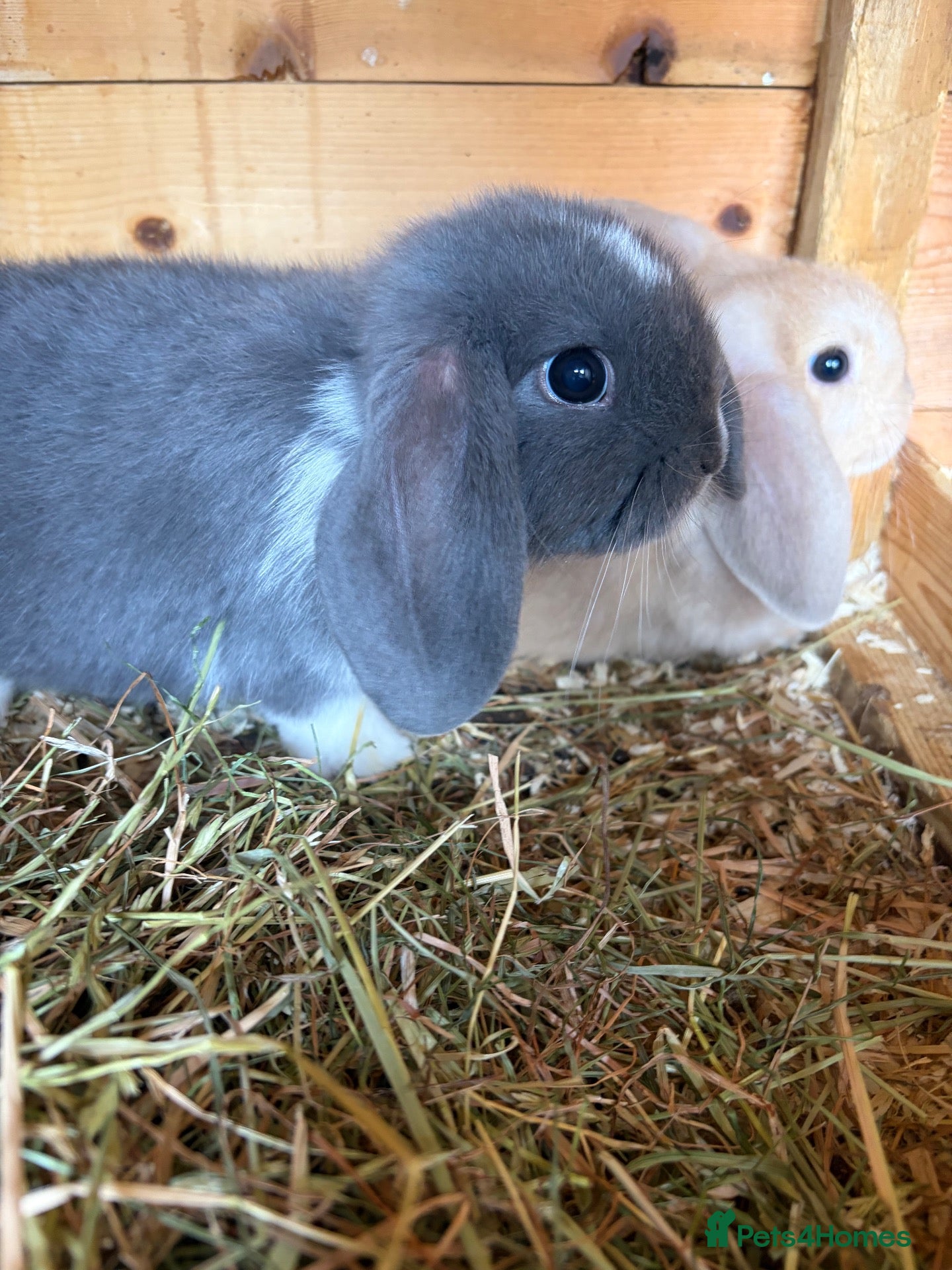 Mini Lop rabbits Blue mantle baby buck - Advert 1
