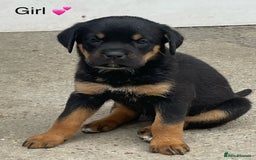 Rottweiler dogs for sale: Gorgeous Sovereign Puppies - Image 1
