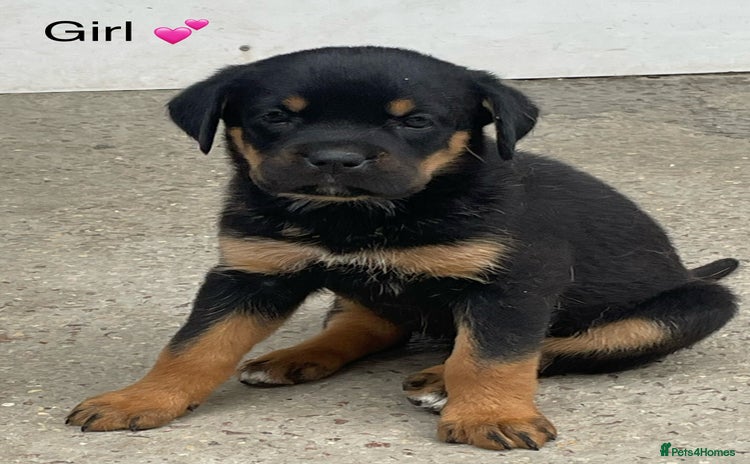 Rottweiler dogs - Advert 3