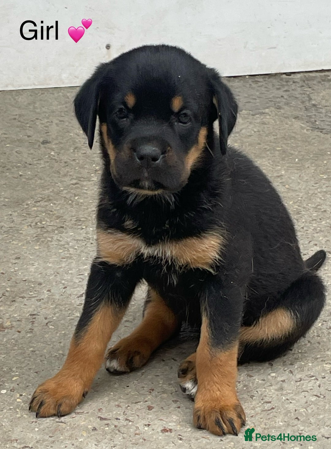 Rottweiler dogs for sale: Gorgeous Sovereign Puppies - Image 1