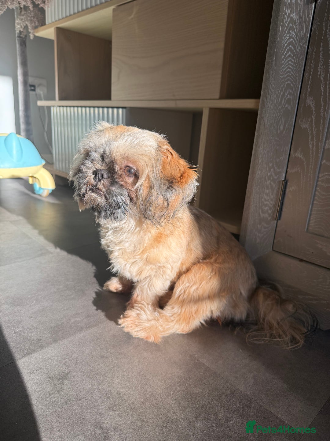 Shih Tzu dogs for sale: Imperial Shih Tzu KC Registered  - Advert 1