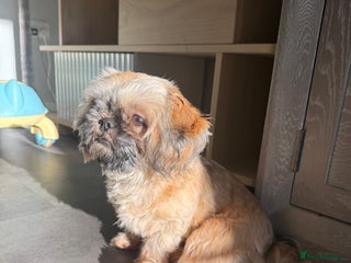 Shih Tzu dogs Imperial Shih Tzu KC Registered - Advert 4