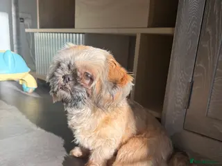 Shih Tzu dogs Imperial Shih Tzu KC Registered - Advert 9