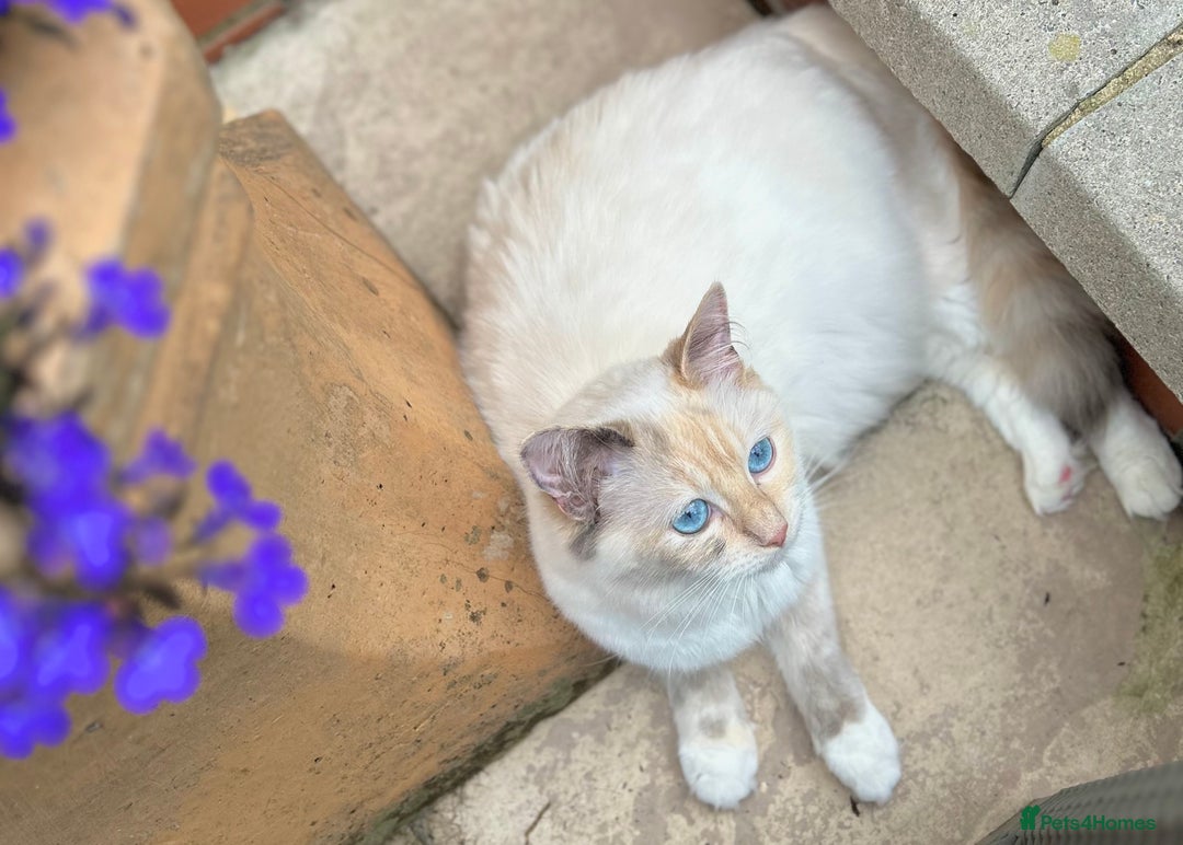 Ragdoll cats for sale: Stunning TICA reg Flame/Cream Boy - Image 12