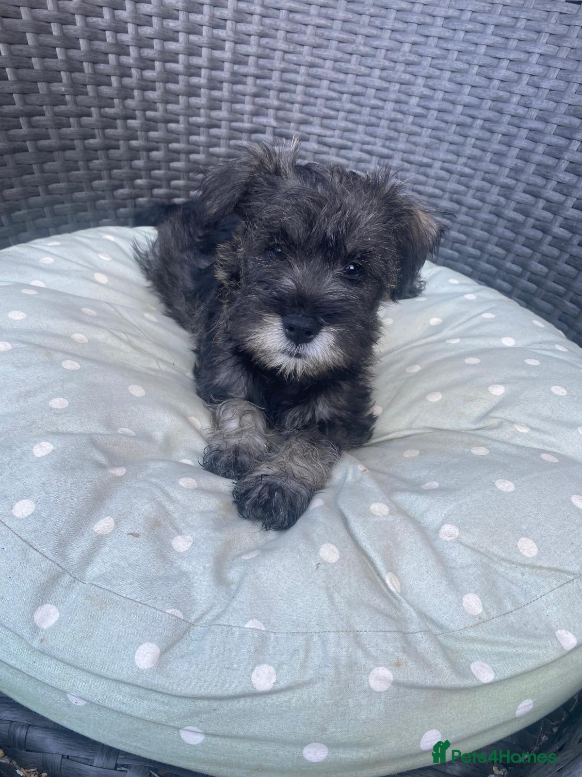 Miniature Schnauzer dogs  Cutest miniature schnauzer puppies  - Advert 1