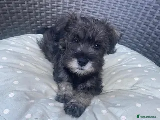 Miniature Schnauzer dogs Cutest miniature schnauzer puppies - Advert 1