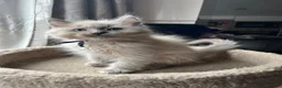 Ragdoll cats for sale: 🐈 Gorgeous Cherubim ragdoll kittens  - Advert 8