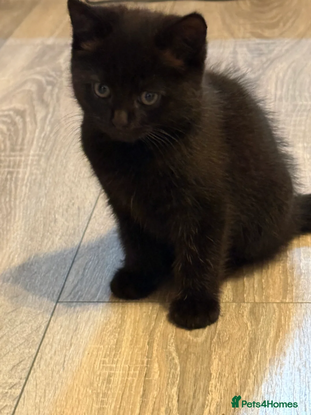 Mixed Breed cats for sale: X3 British Shorthair x Tabby kittens - Advert 2