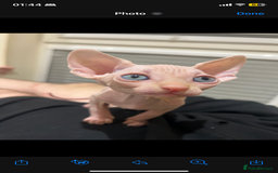 Sphynx cats for sale: Sphynx kittens 2 Girls 1 Boy, ready soon! - Advert 2