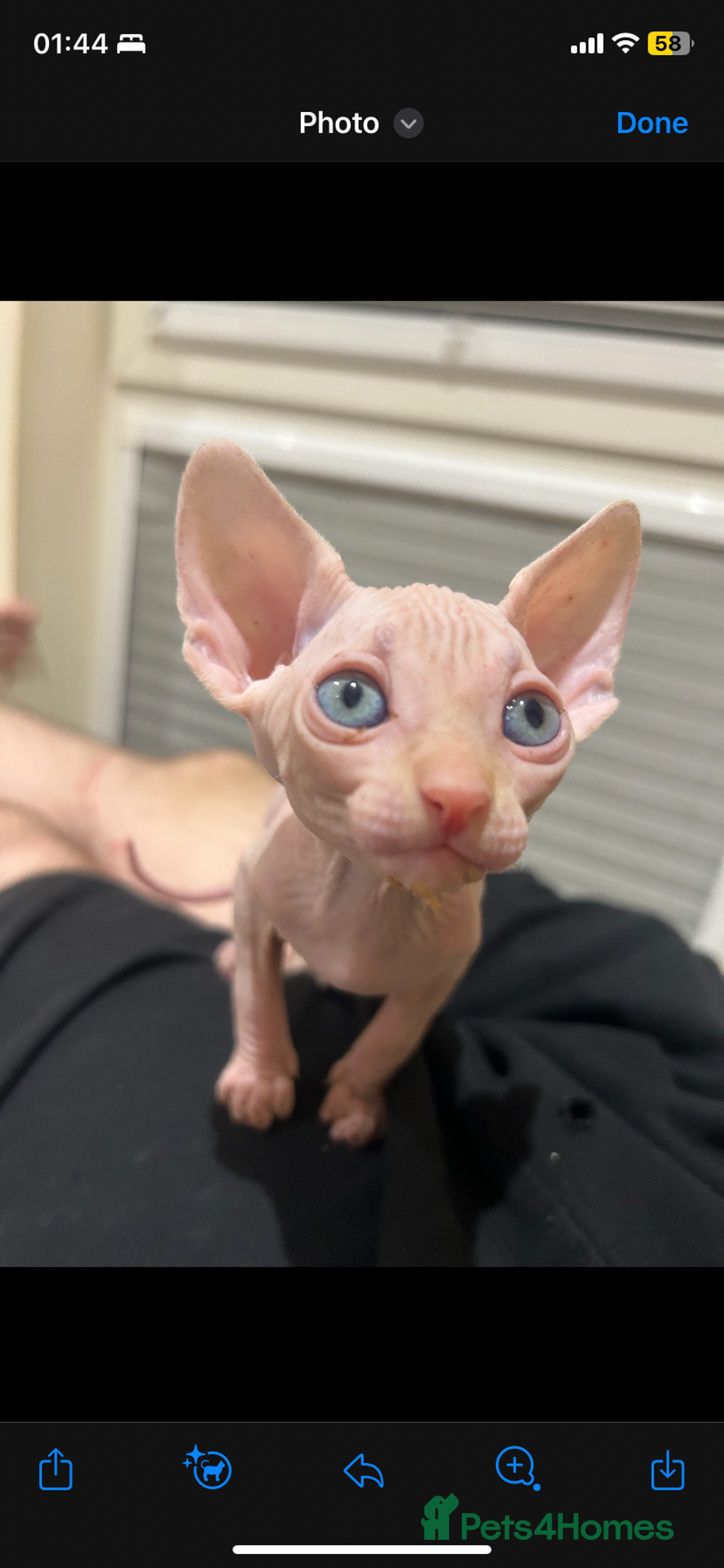 Sphynx cats for sale: Sphynx kittens 2 Girls 1 Boy, ready soon! - Advert 2