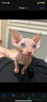 Sphynx cats Sphynx kittens 2 Girls 1 Boy, ready soon! - Advert 3