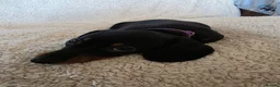 Dachshund dogs for sale: Six beautiful miniature smooth haired dachshunds - Advert 7