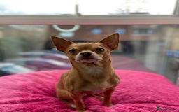 Chihuahua dogs for stud: Stunning male Chihuahua for stud in Ware - Image 3