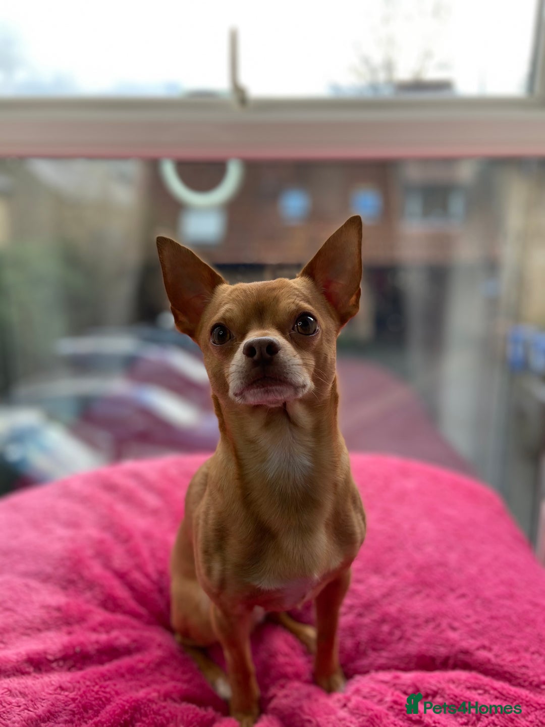Chihuahua dogs for stud: Stunning male Chihuahua for stud in Ware - Image 3