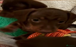 Miniature Dachshund dogs for sale: Playful smooth haired mini dachshunds Ready Now - Image 10