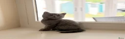 British Shorthair cats for sale: British shorthair  in Rotherham - Advert 3