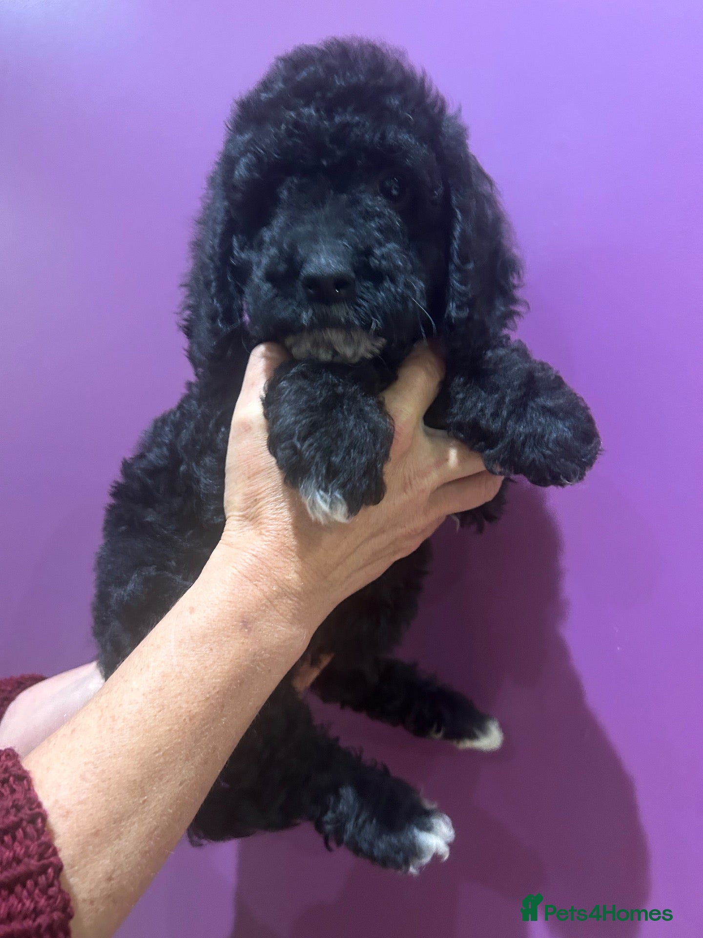 Cockapoo dogs for sale: Ready now - Gorgeous cockapoo pups!! - Advert 3