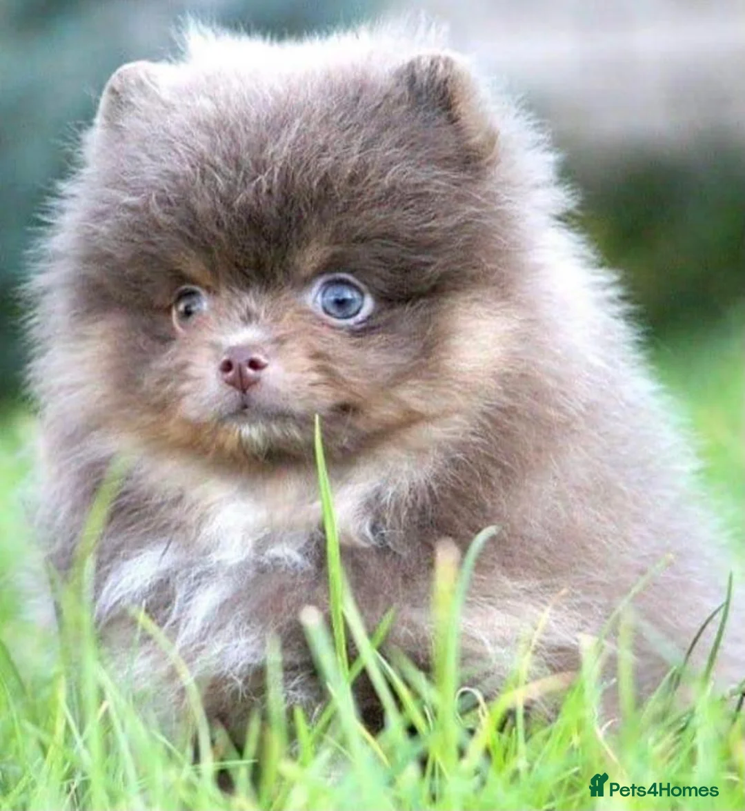 Pomeranian dogs for stud: 💚 RUSSIAN CHOC MERLE 🧸BEAR POM CARRY LILAC/TAN💚 in Romford - Advert 8