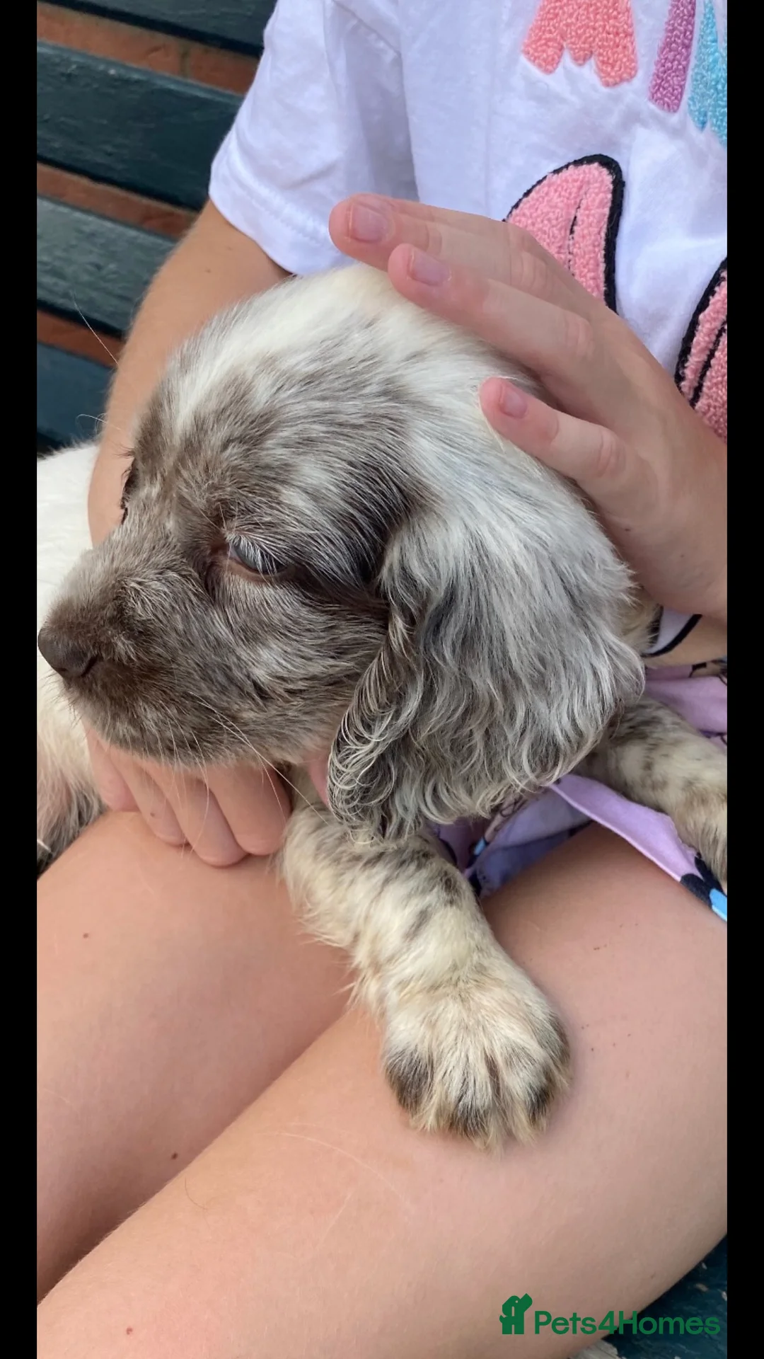 Cocker Spaniel dogs for stud: PROVEN Cocker Spaniel-Chocolate Sable DNA TESTED in Henlow - Advert 21