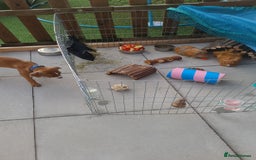 Guinea Pig rodents for sale: 2x male guinea pigs  - Image 8