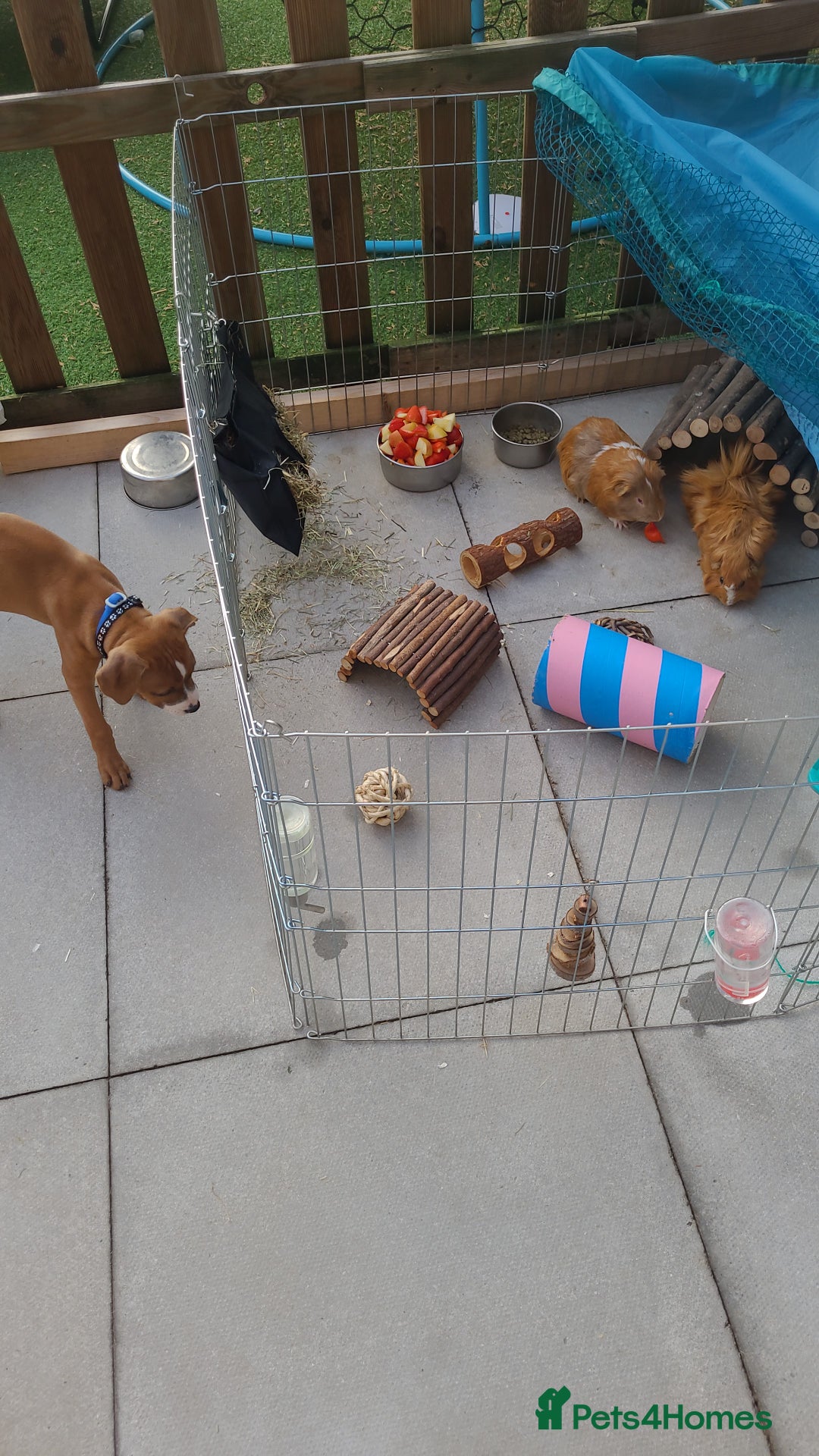 Guinea Pig rodents for sale: 2x male guinea pigs  - Image 8