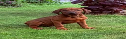 Rhodesian Ridgeback dogs for sale: Rhodesian Ridgeback Puppies European Pedigree - Advert 1