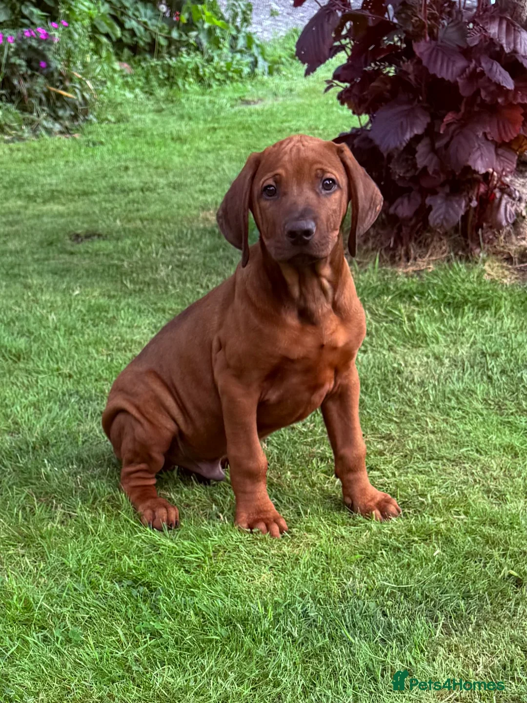 Rhodesian Ridgeback dogs for sale: Rhodesian Ridgeback Puppies European Pedigree - Advert 1
