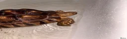 Tortoise reptiles for sale: Sulcata tortoise  - Advert 2