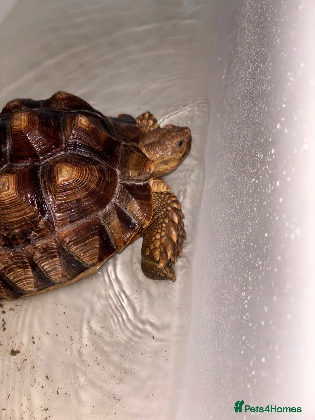 Tortoise reptiles for sale: Sulcata tortoise  - Advert 2