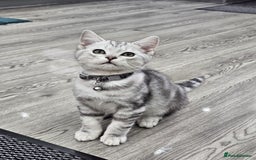 British Shorthair cats for sale: Beautiful Silver Tabby British Shorthair Boy - Image 2
