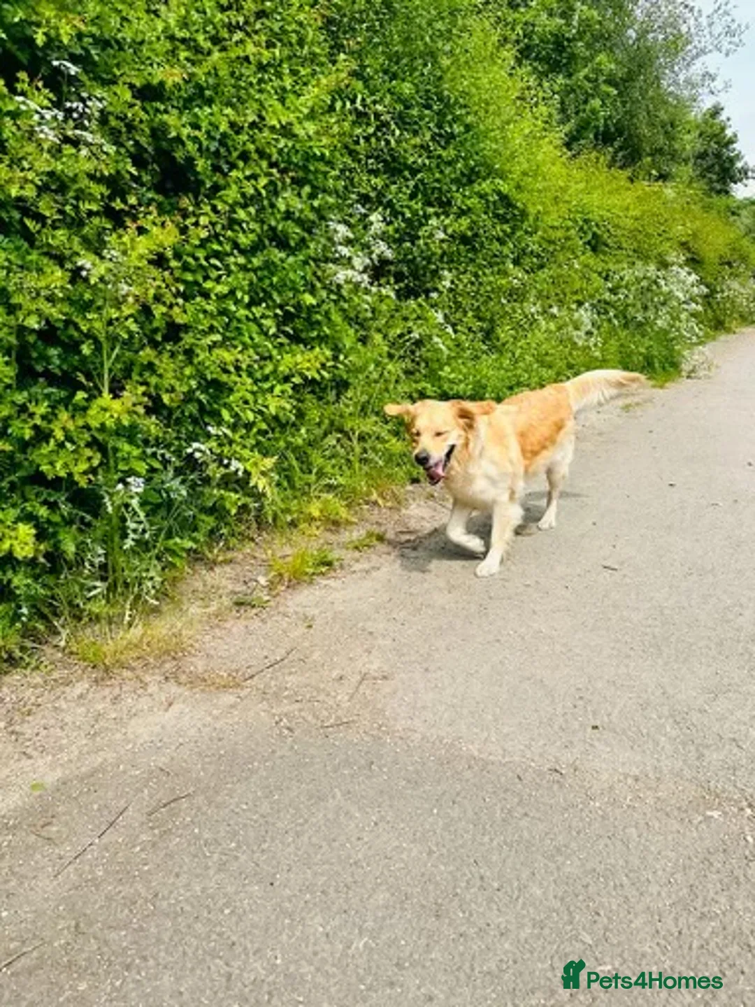 Golden Retriever dogs for sale: DARK GOLDEN RETRIEVER KC REG PEDIGREE 🐶  - Advert 7