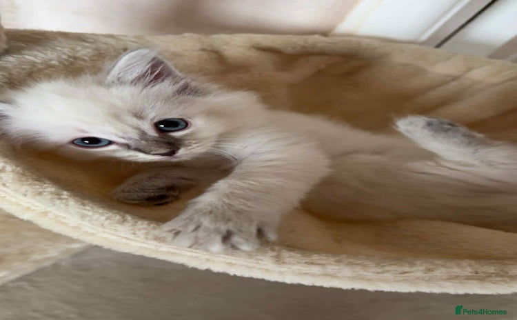 Ragdoll cats - Advert 1