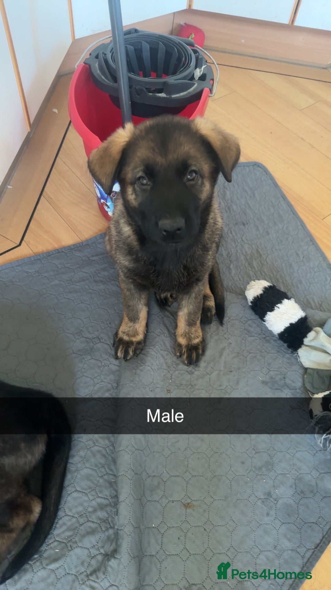 German Shepherd dogs for sale: 1 beautiful female German shepher kc reg working - Advert 8