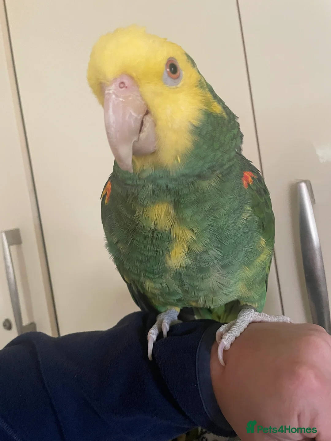 Parrots birds for sale: Hand tame Double yellow head Amazon - Advert 3