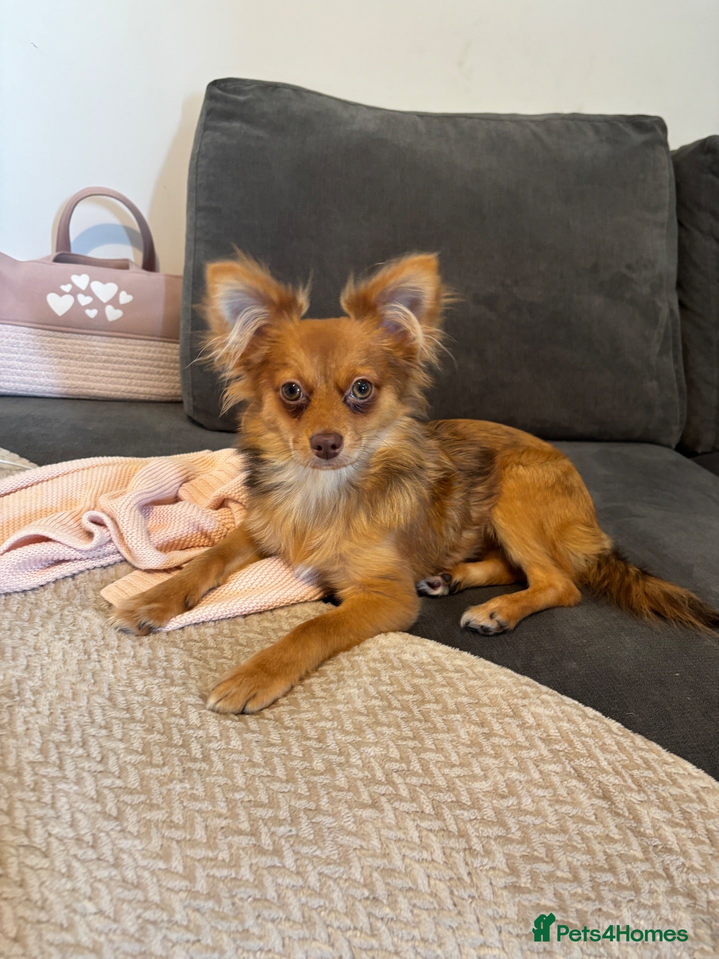 Mixed Breed dogs 6 month Pom/yorkie boy  - Advert 3