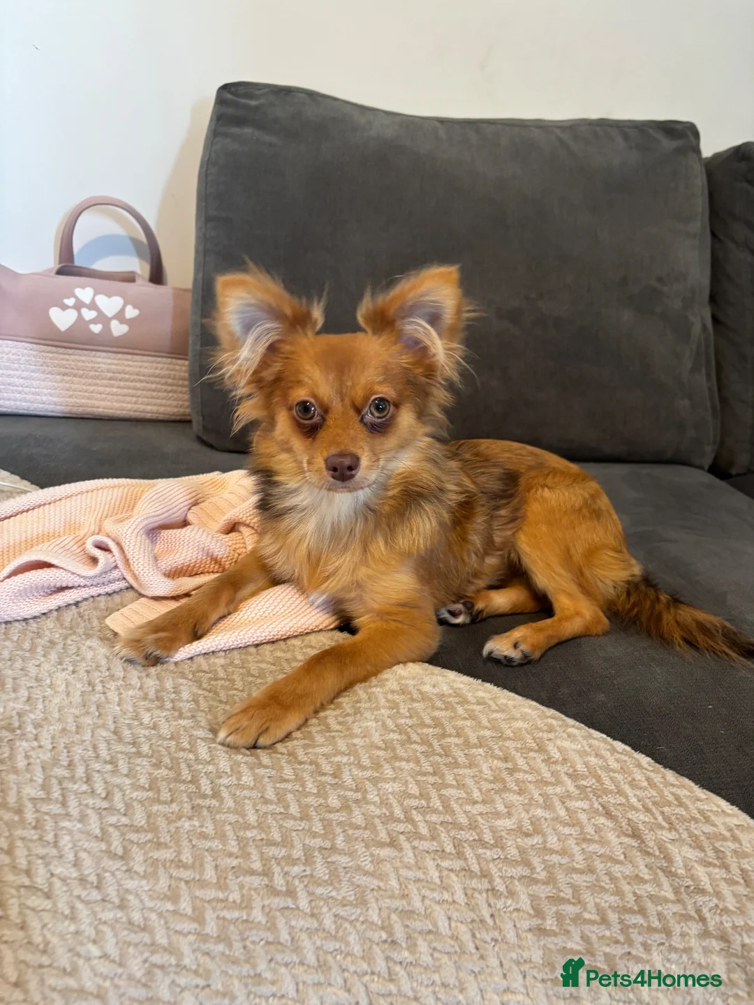 Mixed Breed dogs for sale: 6 month Pom/yorkie boy  - Advert 1