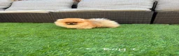 Pomeranian dogs for sale: Pure Teddy🐻Tiny🐾Outstanding 🏆 - Advert 5