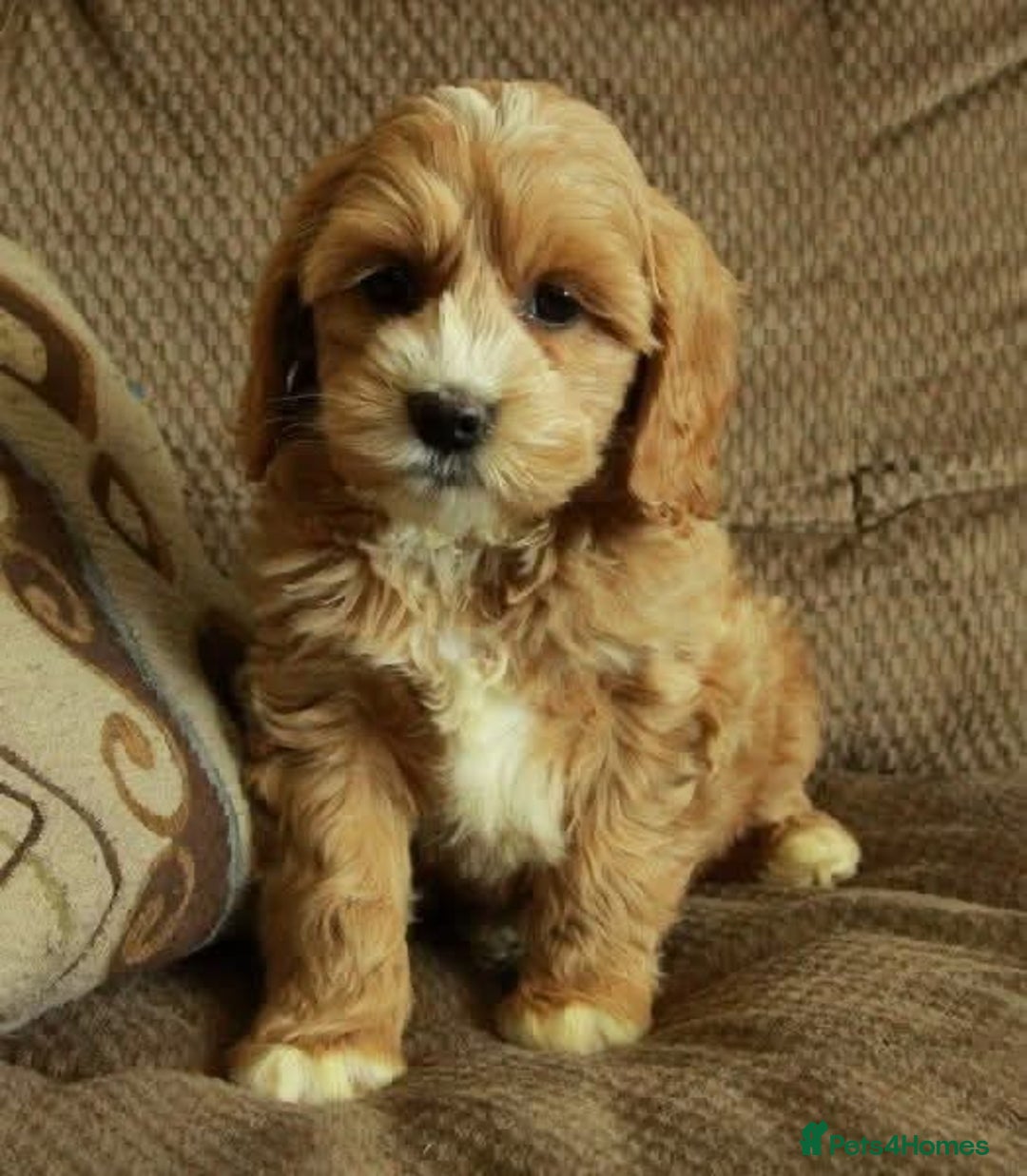 Cockapoo dogs for sale: Stunning cockerpoo puppy  - Image 2