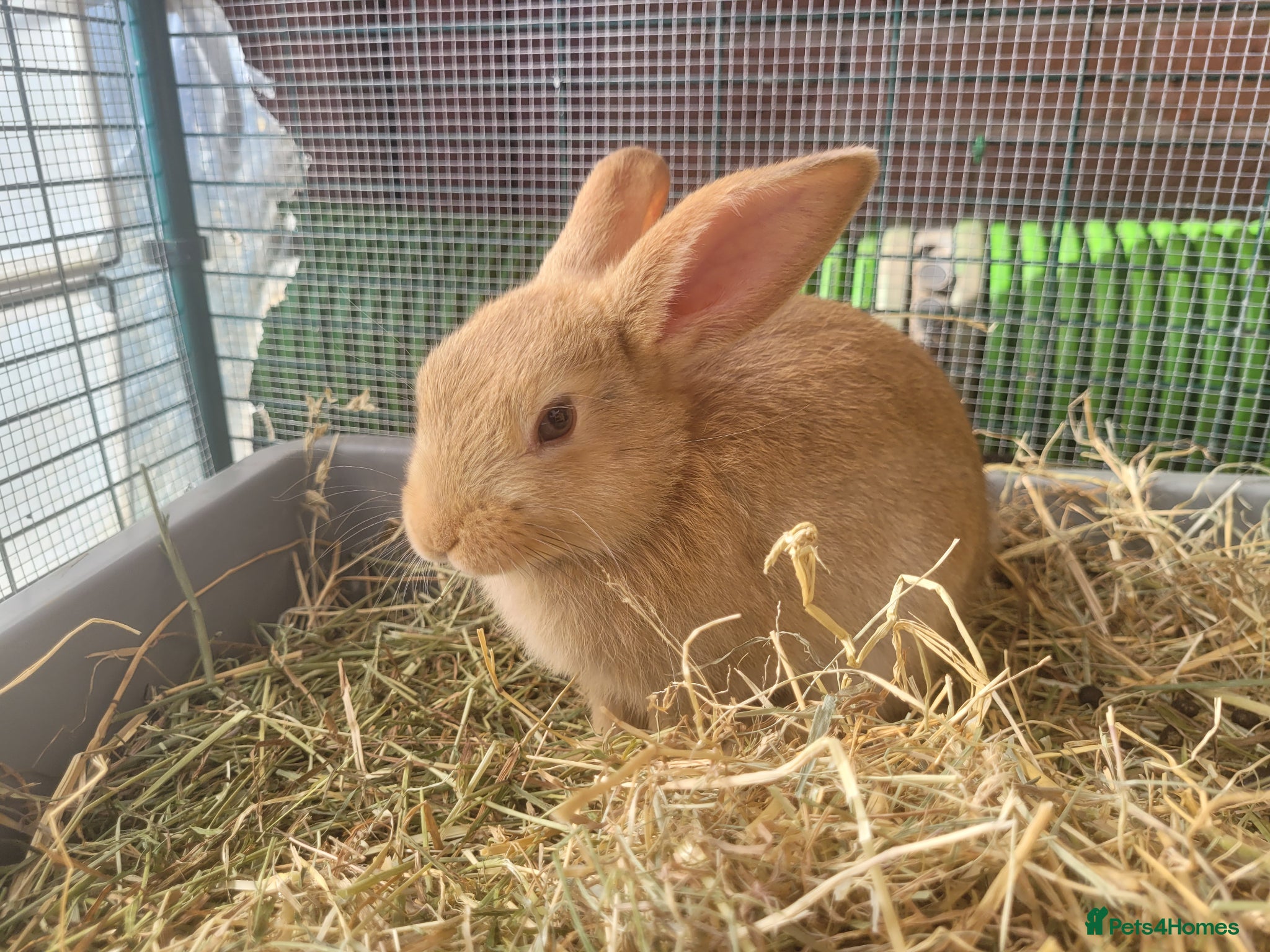 Mini Lop rabbits for sale: Adorable Mini Lop Mix Rabbits - READY JUNE 11TH - Advert 7